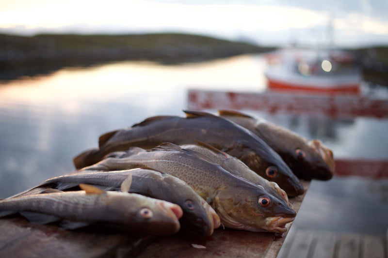 Fresh cod fish