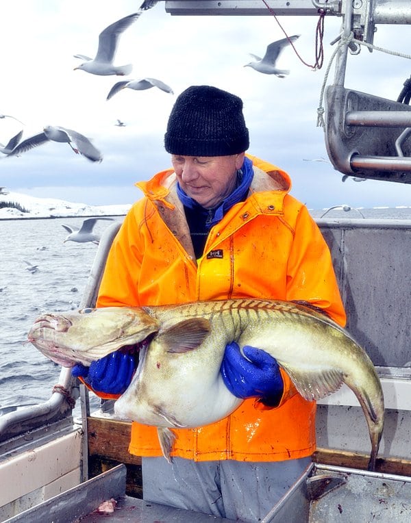 Fisherman with giant cod